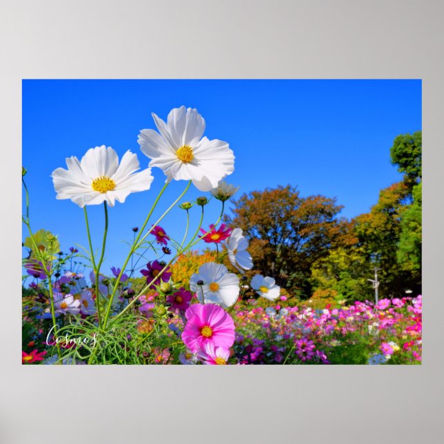 Cosmos [Poster] Poster (Front)