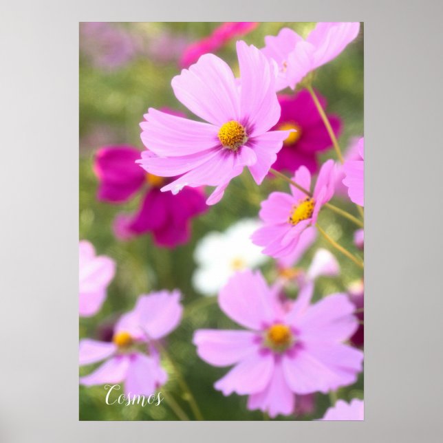 Cosmos [Value Poster Paper] (Front)