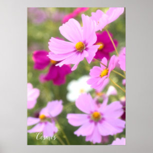 Cosmos [Value Poster Paper]