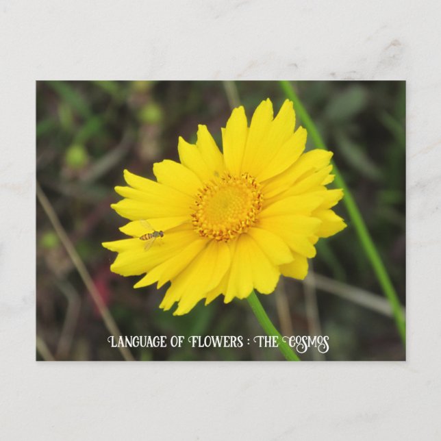 Cosmos with Bee Postcard (Front)