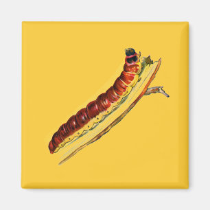 Cossus cossus caterpillar magnet