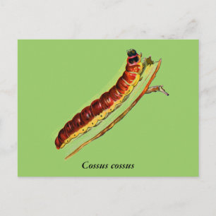Cossus cossus caterpillar postcard