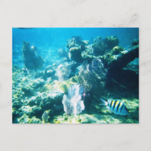 Costa Maya Reef Customisable Postcard