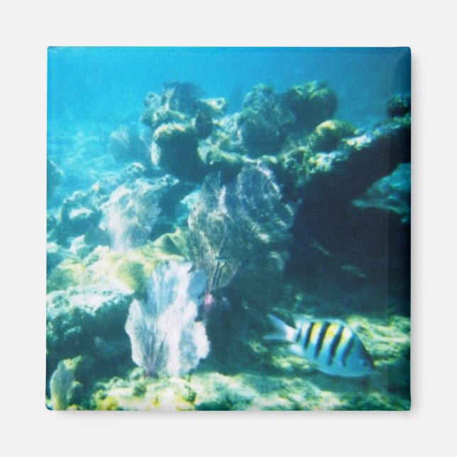 Costa Maya Reef Magnet (Front)