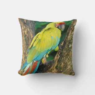 Costa Rica, Ara Ambigua, Great Green Macaw. Cushion