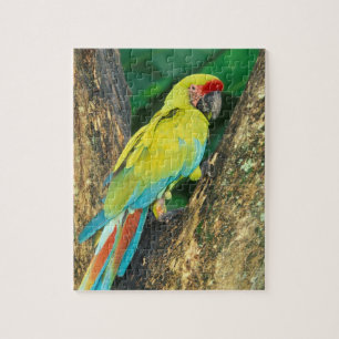 Costa Rica, Ara Ambigua, Great Green Macaw. Jigsaw Puzzle