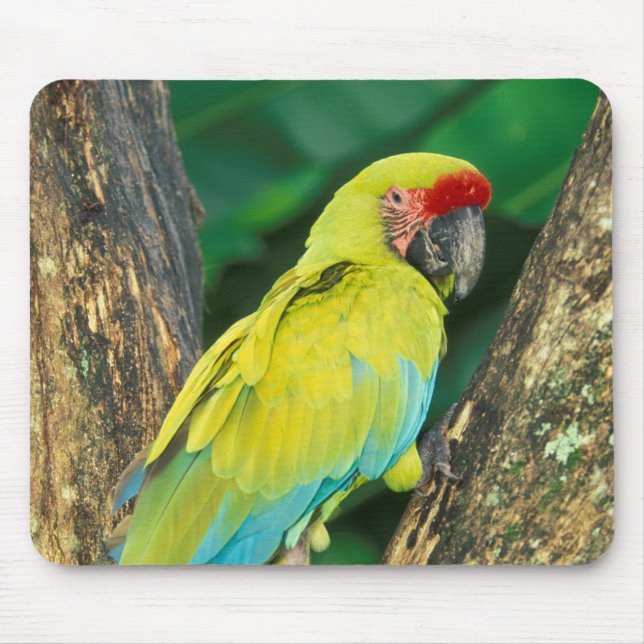 Costa Rica, Ara Ambigua, Great Green Macaw. Mouse Mat (Front)