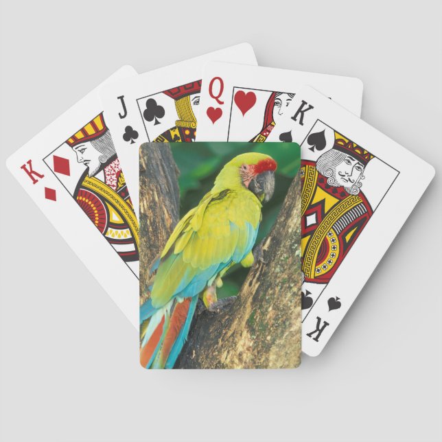 Costa Rica, Ara Ambigua, Great Green Macaw. Playing Cards (Back)