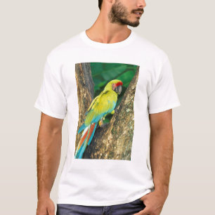 Costa Rica, Ara Ambigua, Great Green Macaw. T-Shirt