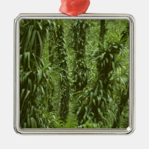 Costa Rica, Arenal National Park, rainforest Metal Tree Decoration
