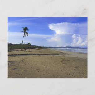 Costa Rica Beach with Palm Tree Photo  Postcard