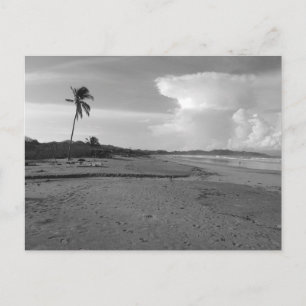 Costa Rica Beach with Palm Tree Photo Postcard