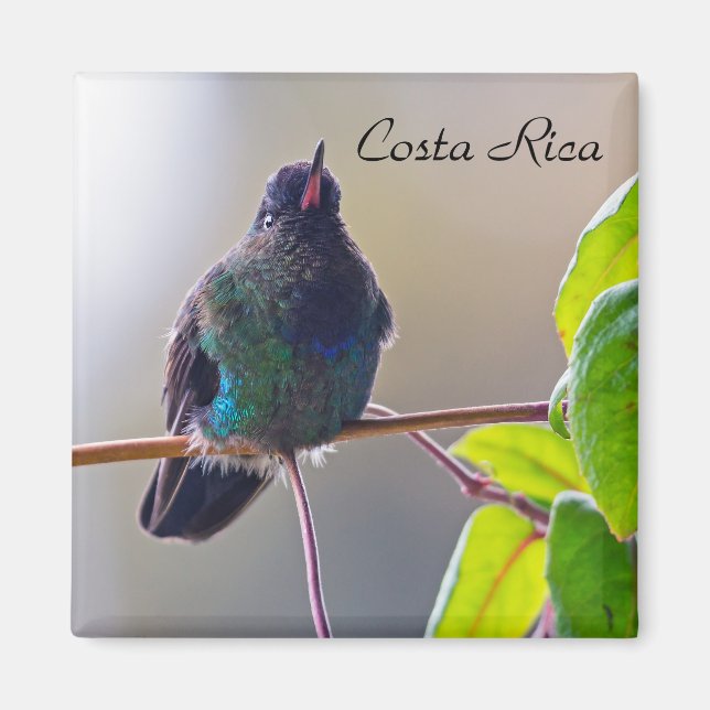 Costa Rica bird - Fiery-throated Hummingbird Magnet (Front)