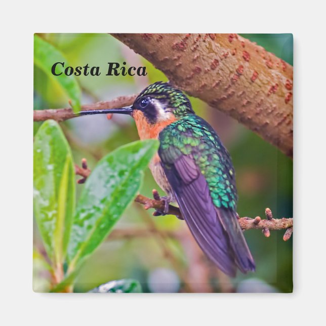 Costa Rica bird - Fiery-throated Hummingbird Magnet (Front)