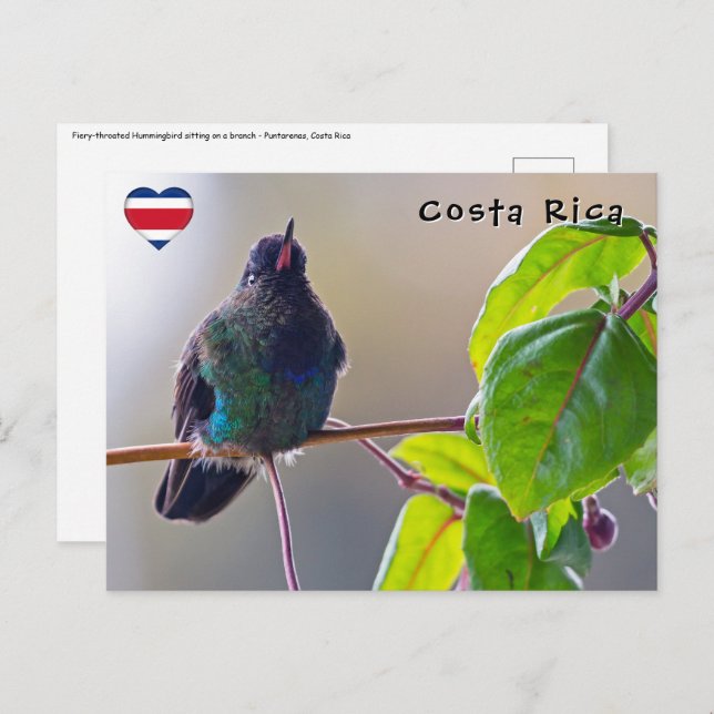 Costa Rica bird - Fiery-throated Hummingbird Postcard (Front/Back)