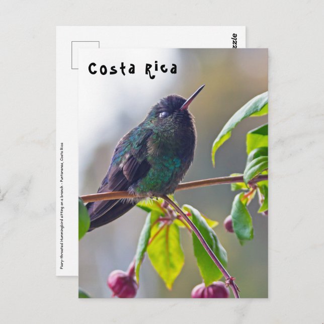 Costa Rica bird - Fiery-throated Hummingbird Postcard (Front/Back)