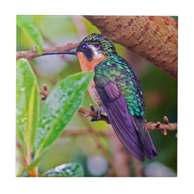 Costa Rica bird - Fiery-throated Hummingbird Tile (Front)