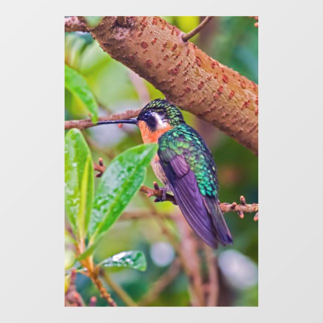 Costa Rica bird - Fiery-throated Hummingbird Window Cling (Sheet)