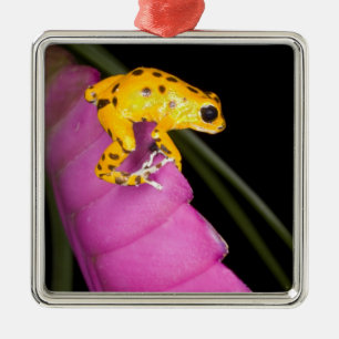 Costa Rica. Close-up of poison dart frog Metal Tree Decoration