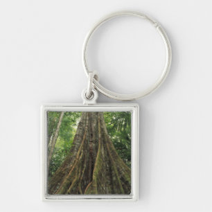Costa Rica, Corcovado National Park, Buttressed Key Ring