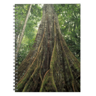 Costa Rica, Corcovado National Park, Buttressed Notebook