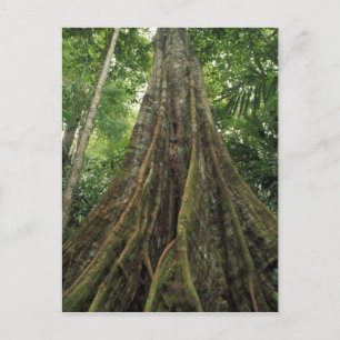Costa Rica, Corcovado National Park, Buttressed Postcard