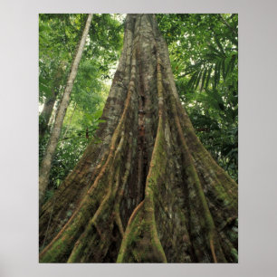 Costa Rica, Corcovado National Park, Buttressed Poster