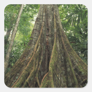 Costa Rica, Corcovado National Park, Buttressed Square Sticker