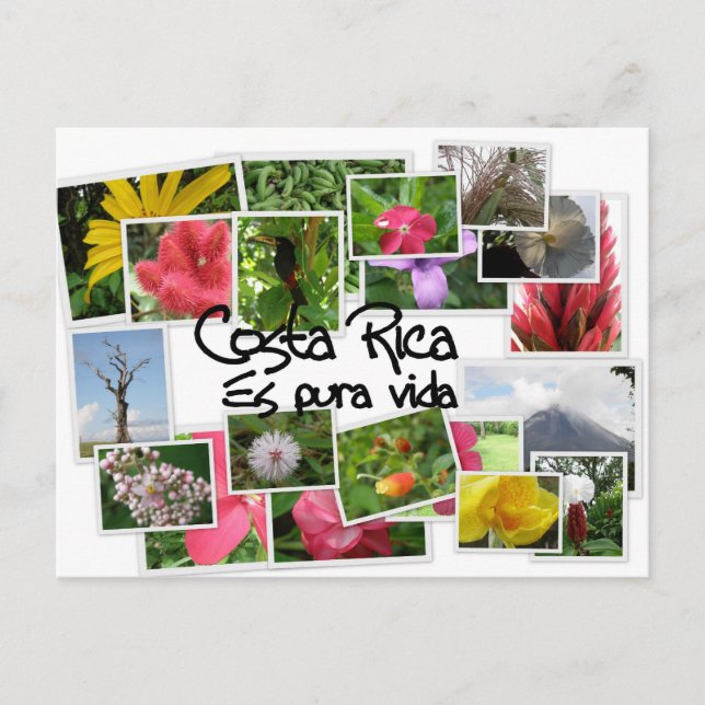 Costa Rica es Pura Vida! Postcard (Front)