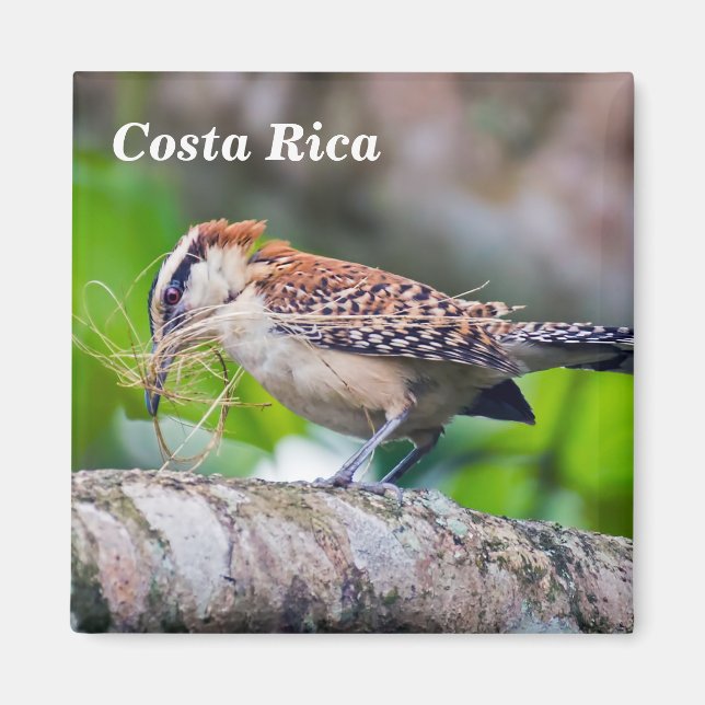 Costa Rica - Great antshrike bird Magnet (Front)