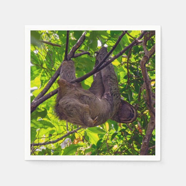Costa Rica - Happy  Lazy Sloth, Antonio Manuel NP Napkin (Front)