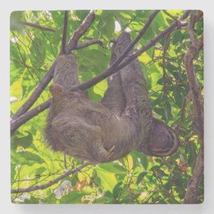 Costa Rica - Happy  Lazy Sloth, Antonio Manuel NP Stone Coaster