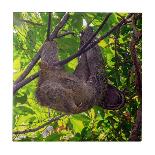 Costa Rica - Happy  Lazy Sloth, Antonio Manuel NP Tile (Front)