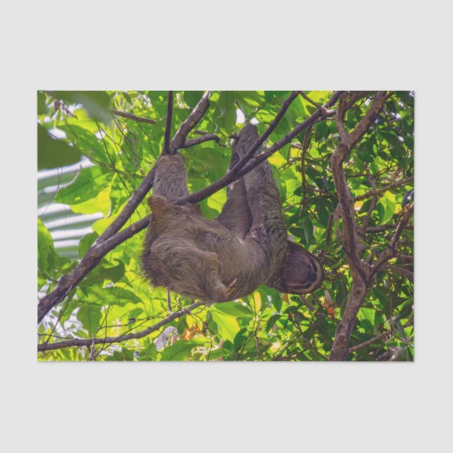 Costa Rica - Happy  Lazy Sloth, Antonio Manuel NP Tissue Paper (Front)