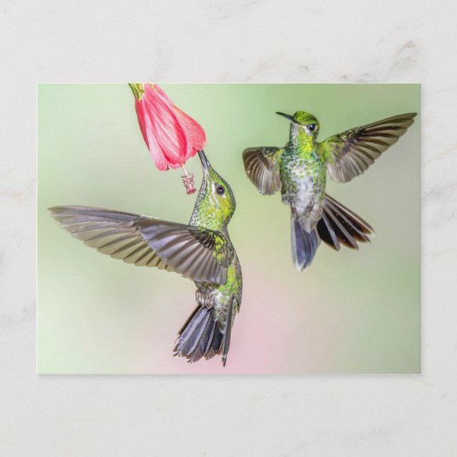 Costa Rica Hummingbird Couple Flying Together Postcard (Front)