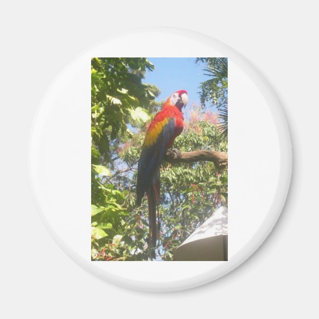 Costa Rica Macaw Magnet (Front)