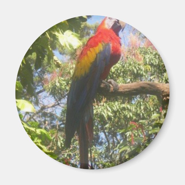 Costa Rica Macaw Magnet (Front)