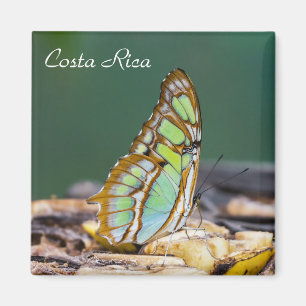 Costa Rica  - Malachite butterfly Magnet