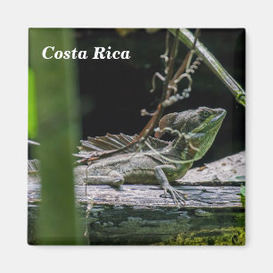 Costa Rica - Male Emerald Basilisk Lizard Magnet