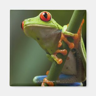 Costa Rica, Monteverde, Red-Eyed Tree Frog Magnet