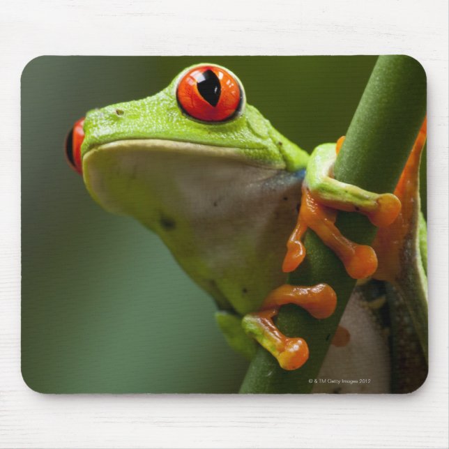 Costa Rica, Monteverde, Red-Eyed Tree Frog Mouse Mat (Front)