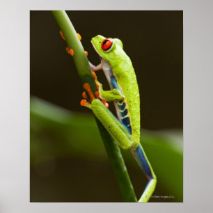 Costa Rica, Monteverde, Red-Eyed Tree Frog Poster