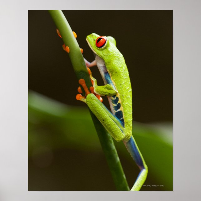 Costa Rica, Monteverde, Red-Eyed Tree Frog Poster (Front)