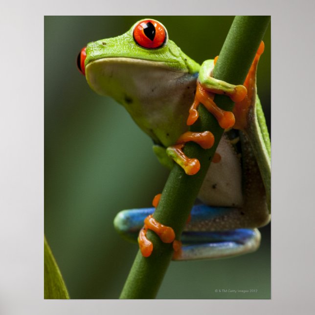 Costa Rica, Monteverde, Red-Eyed Tree Frog Poster (Front)