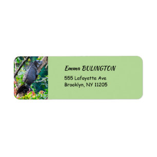 Costa Rica, Muelle - Lazy Iguana resting in a tree