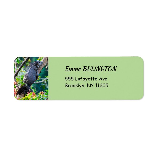 Costa Rica, Muelle - Lazy Iguana resting in a tree (Front)