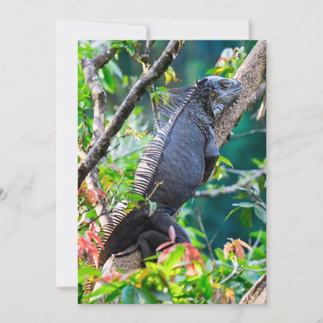 Costa Rica, Muelle - Lazy Iguana resting in a tree Invitation (Front)