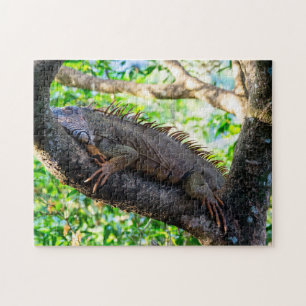 Costa Rica, Muelle - Lazy Iguana resting in a tree Jigsaw Puzzle