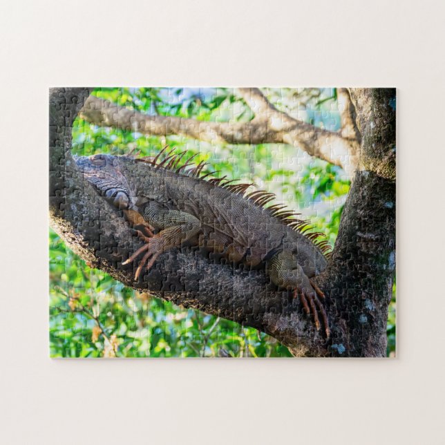 Costa Rica, Muelle - Lazy Iguana resting in a tree Jigsaw Puzzle (Horizontal)