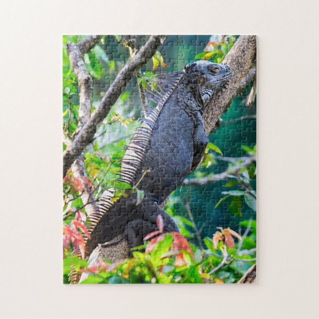 Costa Rica, Muelle - Lazy Iguana resting in a tree Jigsaw Puzzle (Vertical)